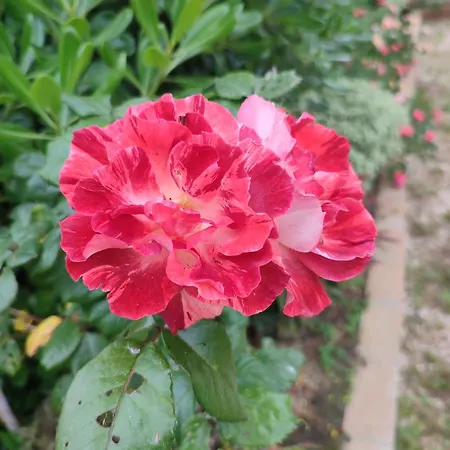 Сasa de vacaciones Casa Indipendente Con Giardino-min 3 Notti Castiglione del Lago